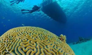 变暖的海洋正在改变澳大利亚的珊瑚鱼种群