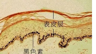 人体皮肤中的感觉神经细胞在色素沉着中起重要作用