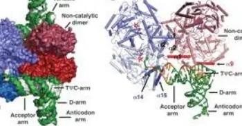 珊瑚基因组揭示了半胱氨酸生物合成的替代途径