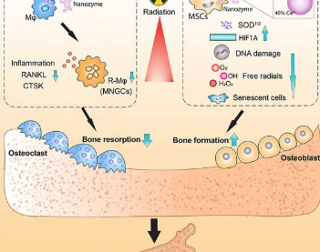 研究人员设计治疗方法以在癌症治疗期间保护骨骼