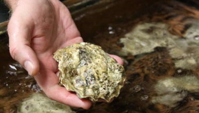益生菌组合可显着提高牡蛎幼虫的存活率