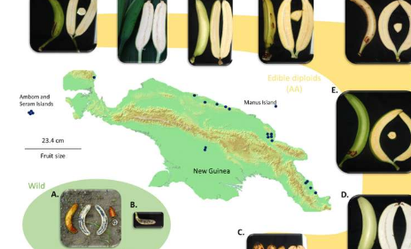 科学家剥离古老的香蕉DNA层以揭示神秘的祖先