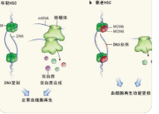 研究揭示了TAZ蛋白如何保护造血干细胞免于衰老