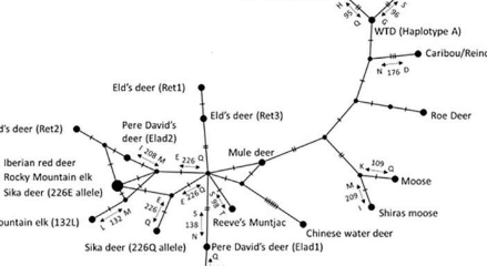 遗传多样性可以帮助濒临灭绝的鹿避免致命疾病的威胁