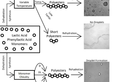 聚酯化学突出了微滴在生命起源中的可能作用
