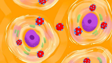 这种病毒潜入细胞核的独特方式可以推动对致癌病原体的研究