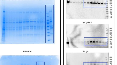 研究人员绘制了IgM型B细胞抗原受体的3D分子结构图