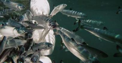 食品质量可能是红鲑幼鱼生长和生存的关键