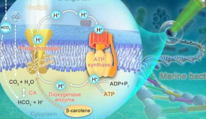 海洋细菌通过光合作用吸收二氧化碳