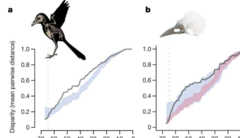 鸟类骨骼的全身3D图像突出了生态在进化中的作用