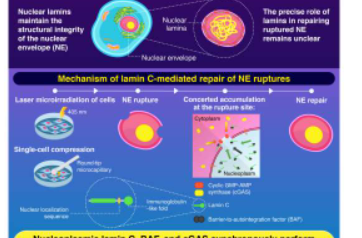 LaminC有助于修复人和小鼠细胞中受损的核包膜