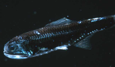 研究揭示了古代鱼类如何殖民深海