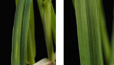 研究人员使用Cas9基因剪刀在冬大麦中建立新的病毒抗性