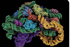 研究通过AtoI编辑对大脑发育过程中的RNA修饰提供了更细致入微的见解