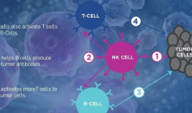 允许通用的现成T和NK细胞访问的新平台显示出免疫疗法的潜力