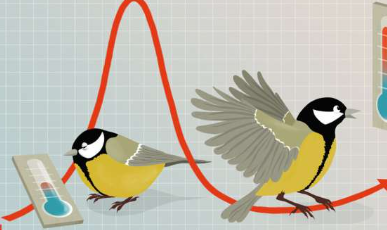 激素波动会增加鸟类的生存概率吗