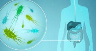研究阐明了典型的肠道细菌如何在体内传播