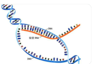 除了下调蛋白质产生外MicroRNA还可以上调蛋白质