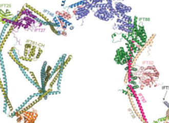 研究人员揭示了IFTB复合体的结构它对纤毛细胞器的形成至关重要