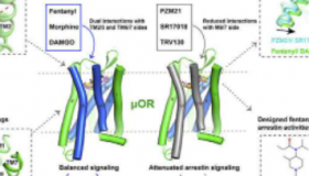 科学家展示芬太尼和吗啡如何作用于μ阿片受体