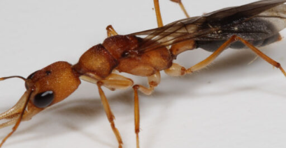 一个聪明的分子技巧延长了这些蚁后的寿命