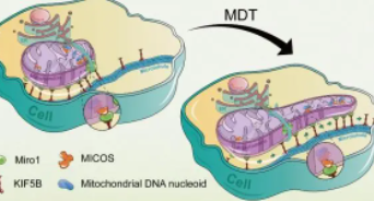 研究揭示了通过类核动力学激活线粒体的机制