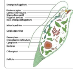 释放单细胞藻类生物技术潜力的测序项目