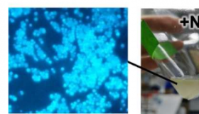 深入了解可以在产生甲烷的同时在氮气上生长的热微生物