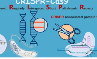 新的基于CRISPR的工具可以剪掉有缺陷的基因并用新的基因替换它们