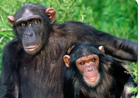 杜克研究人员发现人类DNA序列与黑猩猩的共同祖先分离后存在差异