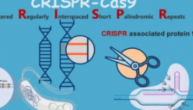 新的基于CRISPR的工具可以剪掉有缺陷的基因并用新的基因替换它们