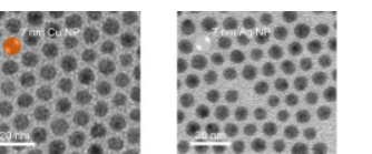 为了应对气候变化科学家们利用碳饥饿微生物