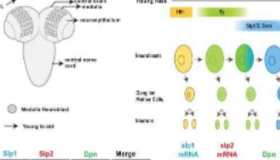 研究人员调查果蝇大脑中的神经元分化