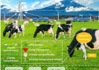 未来的牧场可能是奶牛的家这些奶牛戴着智能手表式传感器由它们的运动提供动力