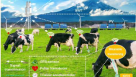 未来的牧场可能是奶牛的家这些奶牛戴着智能手表式传感器由它们的运动提供动力
