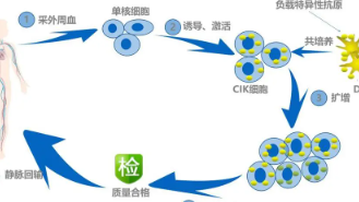 扩大用于药物开发和测试的定制免疫细胞的生产