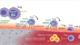 新合作研究中心研究Treg细胞如何影响免疫和组织特异性疾病