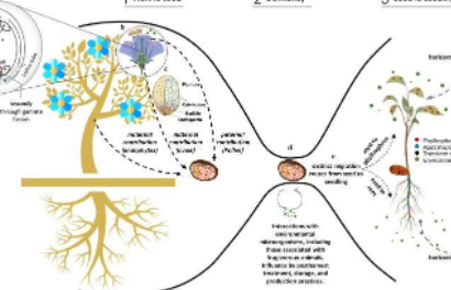 跨越几代人的旅程通过种子遗传植物微生物组