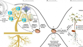 跨越几代人的旅程通过种子遗传植物微生物组