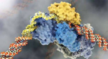 TFIIH如何使用XPG定位受损DNA