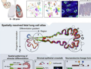 人类胎儿肺细胞图谱揭示了144种细胞状态