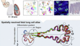 人类胎儿肺细胞图谱揭示了144种细胞状态