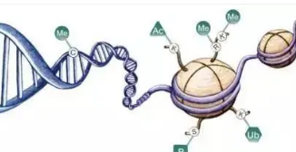 研究表明表观遗传修饰可提高对感染的防御能力