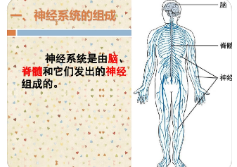 我在学习期间发现的有助于调节神经系统的东西