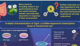研究人员调查硫化物在细菌需氧/厌氧转换中的作用