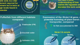 新研究揭示了硼酸在海洋鱼类中的运输和排泄