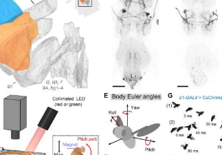 果蝇使用两块肌肉来控制俯仰以实现稳定飞行