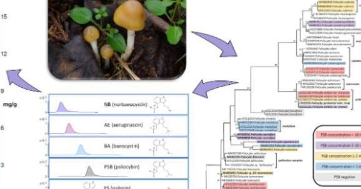 发现蘑菇中精神活性化合物的浓度变化极大