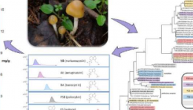 发现蘑菇中精神活性化合物的浓度变化极大