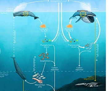 鲸鱼可能是一个有价值的碳汇